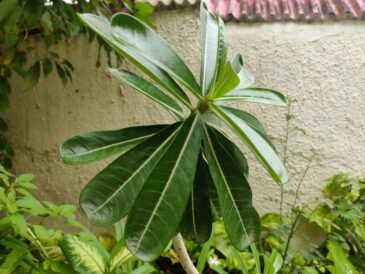 Photo air-purifying plant