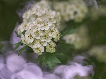 Photo air-purifying flowers