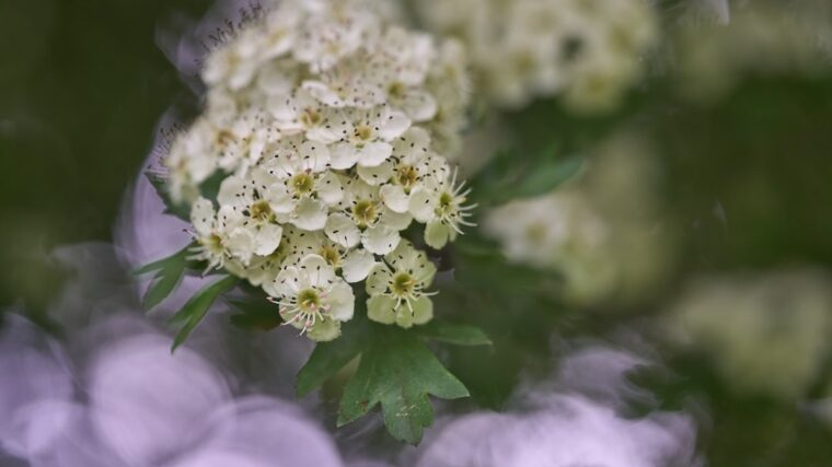 Photo air-purifying flowers