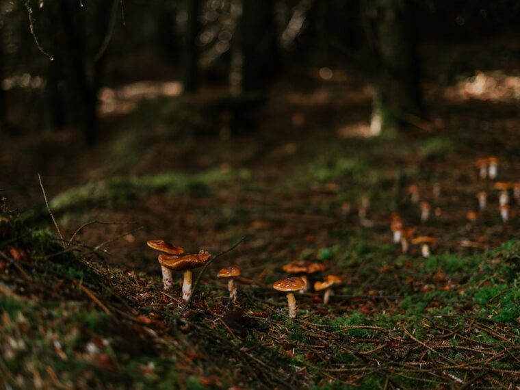 Photo mushrooms